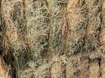 Lucerne Hay