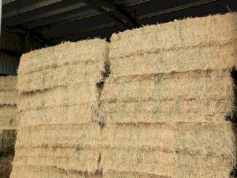Lucerne Hay