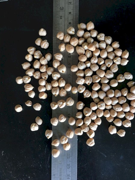 Chick Peas