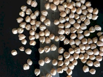 Chick Peas