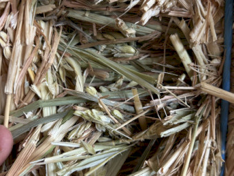 90mt Wheaten Hay 620kg 8x4x3 bales