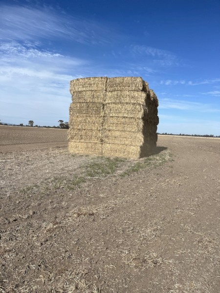 Rye Grass Hay