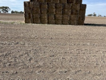 Rye Grass Hay