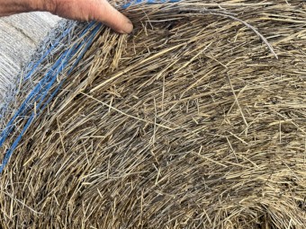 Rye Grass Hay