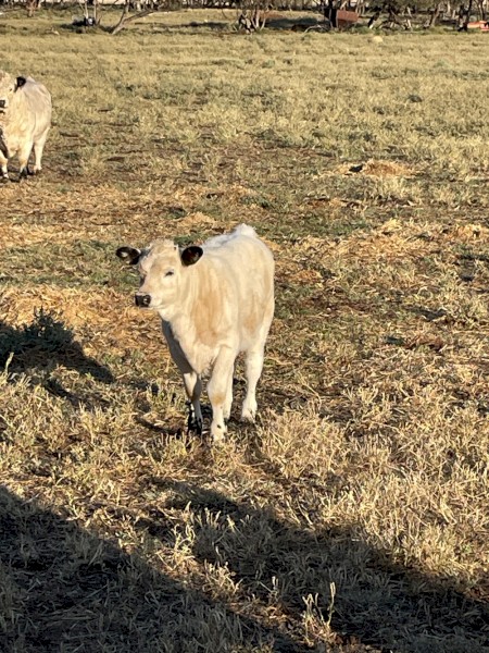 Heifer calves 