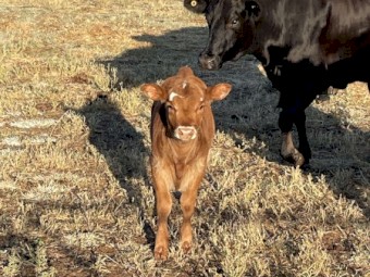 Heifer calves 