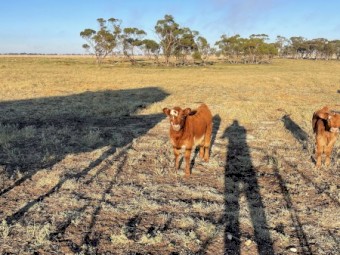 Heifer calves 