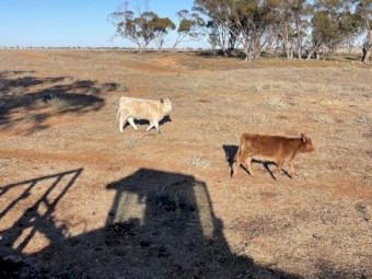 Heifer calves 