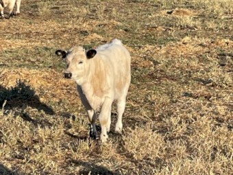 Heifer calves 