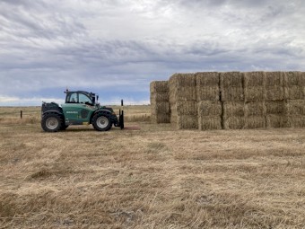 Ryegrass hay