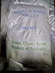 French White Millet in 20kgbags/ton/bulk