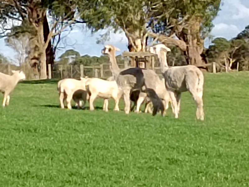 Alpaca Wethers Lamb Guards