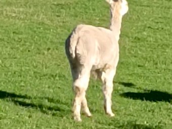 Alpaca Wethers Lamb Guards