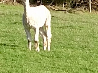 Alpaca Wethers Lamb Guards