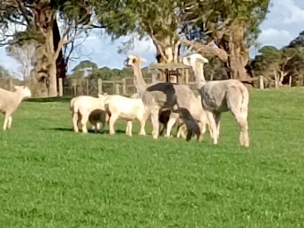 Alpaca Wethers Lamb Guards