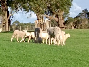 Alpaca Wethers Lamb Guards