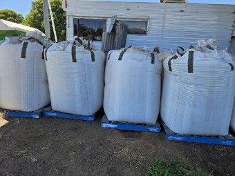 Jumbo 2 lentils