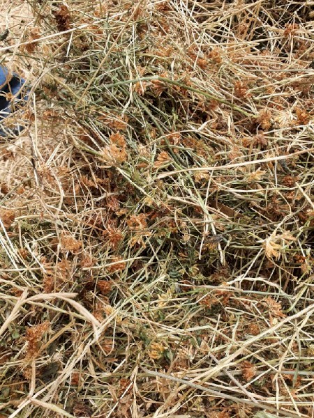 250mt Clover, Rye Grass and Lucerne Hay 8x4x3 Bales