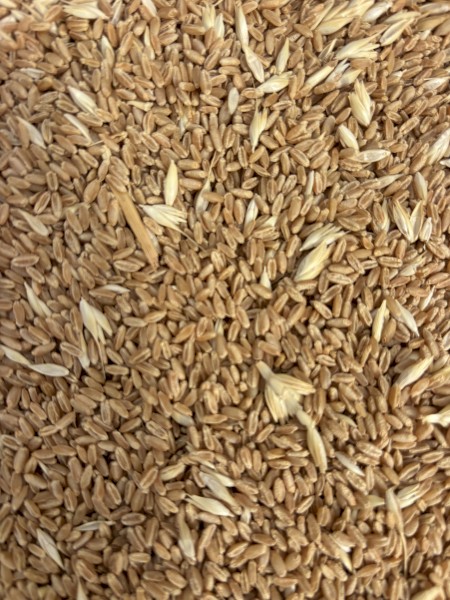 100mt Wheat