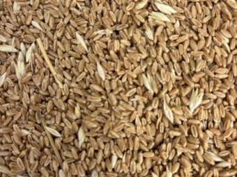 100mt Wheat