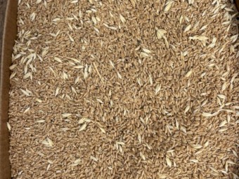 100mt Wheat
