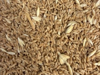 100mt Wheat