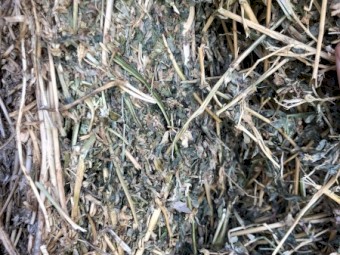 3rd cut Lucerne Hay