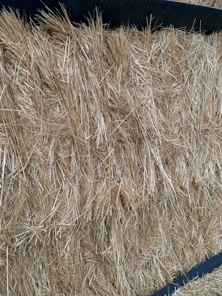 160 x Teff Straw 480kg 8x4x3 Bales