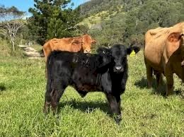 WANTED Calves
