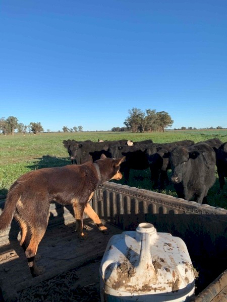 Kelpie Dog (Female)