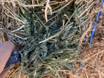 36mt Lucerne Hay 620kg 8x4x3 Bales