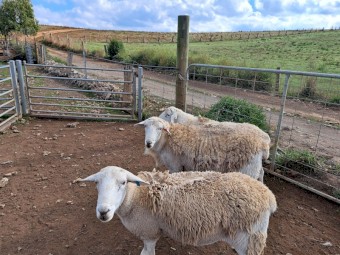Australian White Rams ×3