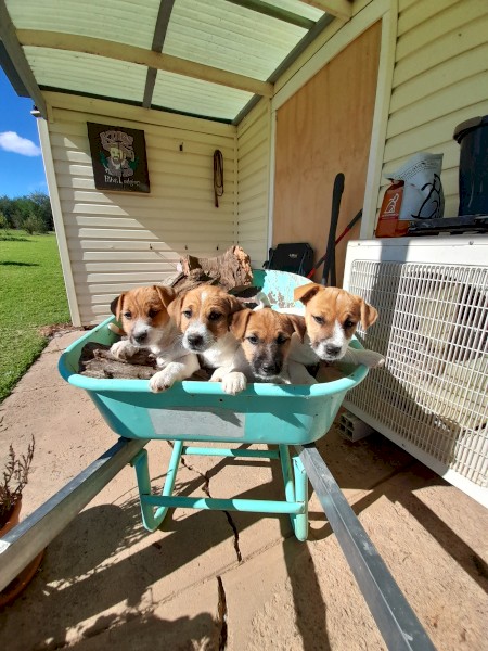 Jack Russell Pure Breed Male Pups x 4
