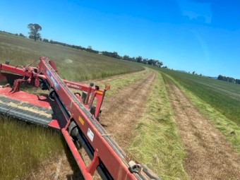 2000 x Rye Grass Small Square Bales