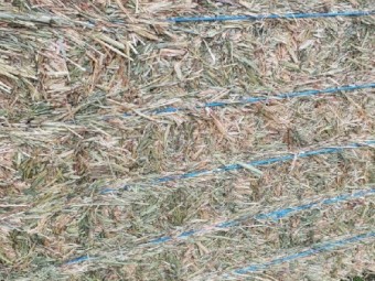 Wheaten Hay 8x4x3 Bales