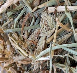 Awnless Barley Hay Small Square Bales