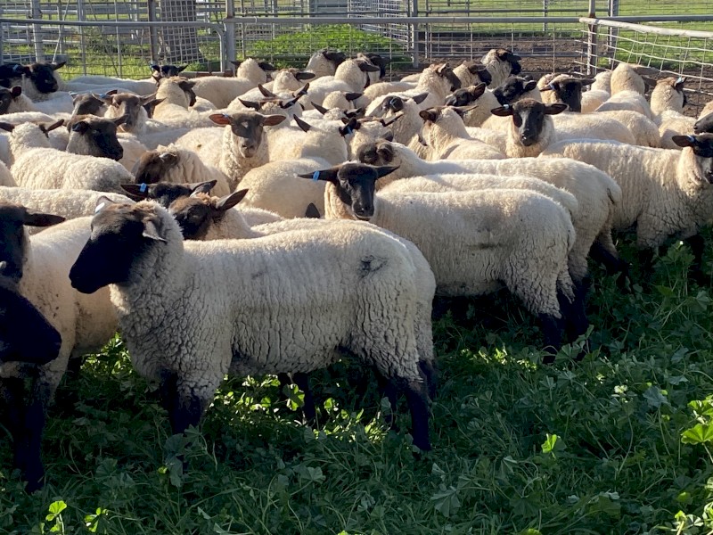 80 x Suffolk Ewes