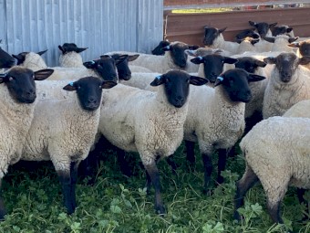 80 x Suffolk Ewes