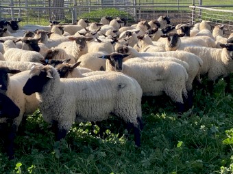 80 x Suffolk Ewes