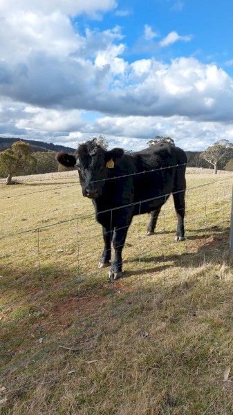 Stud Angus Bull