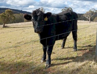 Stud Angus Bull