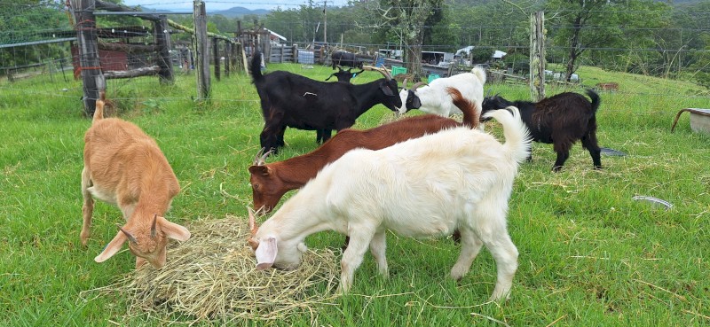 Wethers available