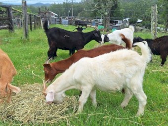 Wethers available