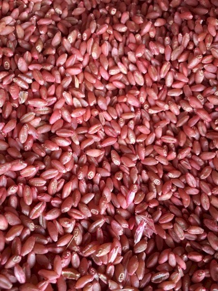 Wheat Seed