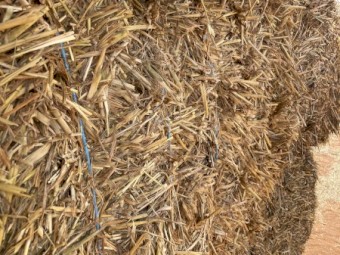 Oaten hay 22 seasons