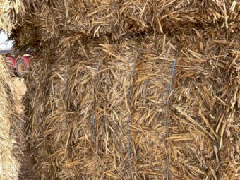 Oaten hay 22 seasons