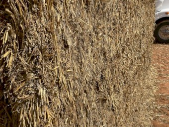 Oaten hay 22 seasons