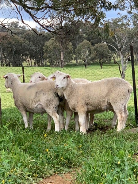 Australian White Commercial Rams