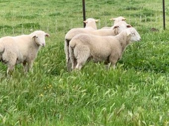 Australian White Commercial Rams