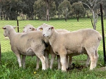 Australian White Commercial Rams